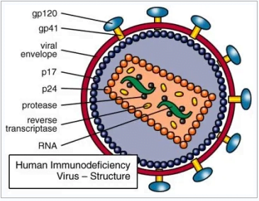 Da varíola dos macacos, Sars-Cov2 ao vírus HIV: A história dos vírus que nunca foram isolados. 5